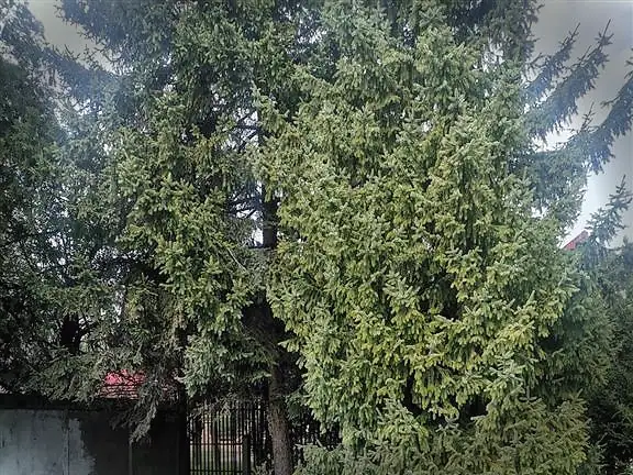 Plac, Mali Radanovac, Subotica