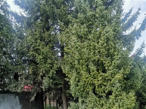 Plac, Mali Radanovac, Subotica